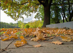 Осень наступила, падают листы...