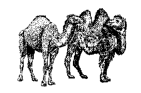 two_camels